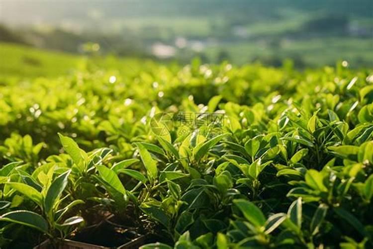 硫酸二氢钾用在茶叶上有什么好处