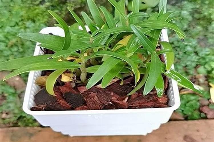 盆栽石斛兰花的叶面肥用那种好 盆栽石斛兰花的叶面肥哪那种最好呢