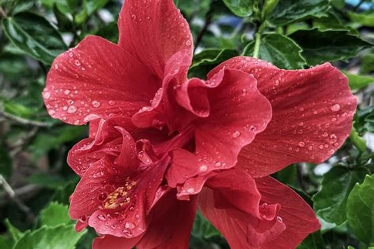 花卉开花需要什么肥料