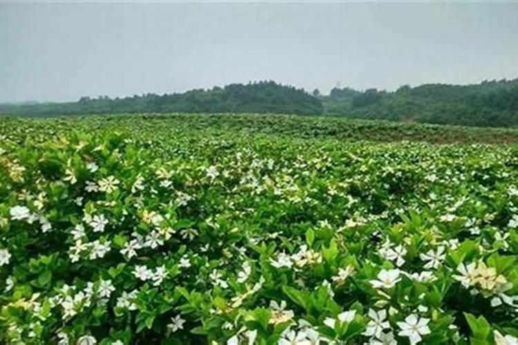花卉开花需要什么肥料
