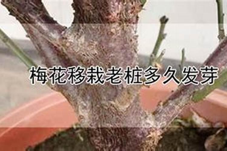 紫薇老桩上盆时间与养护方法