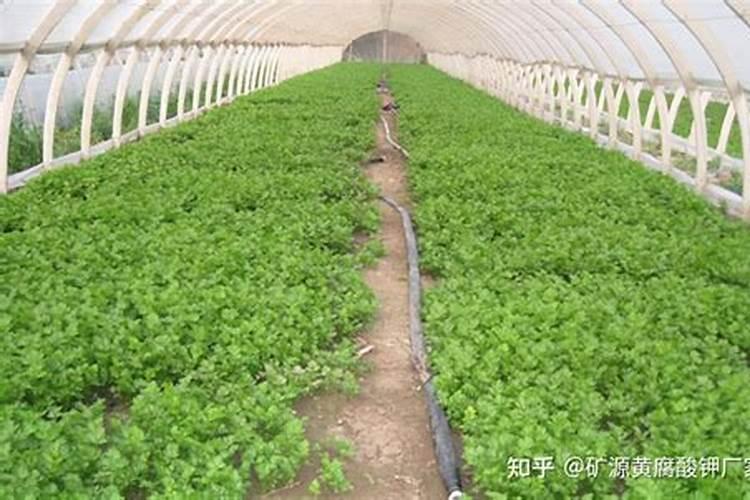 种植蔬菜用什么肥料最好