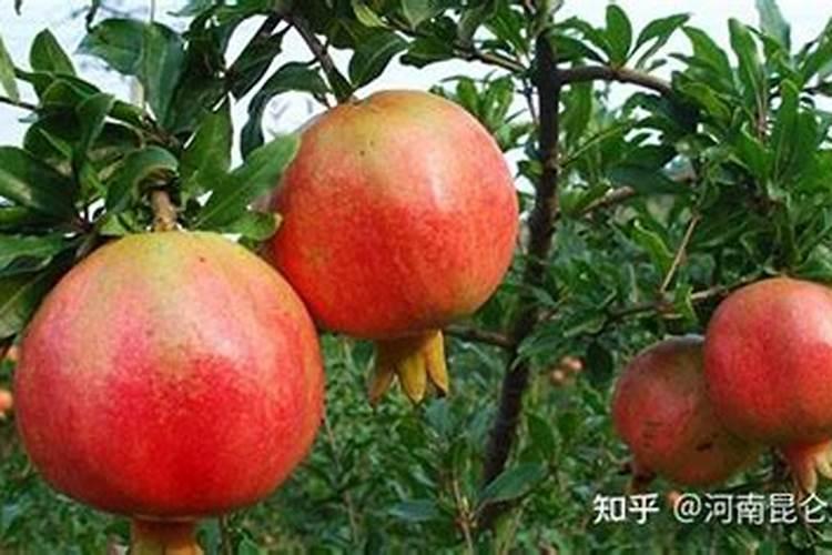 石榴挂果后施什么肥 石榴的繁殖方法