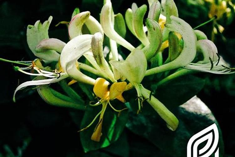 植物晚上吸收氧气吗 室内绿色植物夜间会和人抢氧气吗