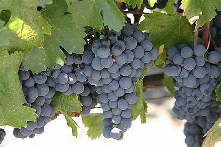 叶面肥磷酸二氢钾使用方法