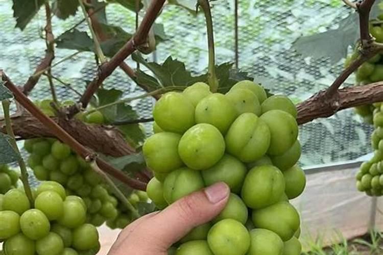 草莓苗的定根水可以浇生根肥吗？