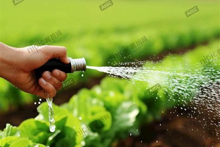 37℃种玉米行不