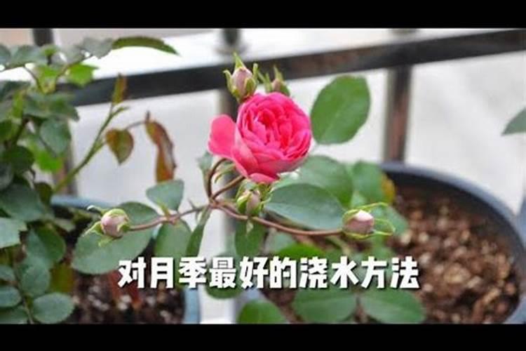 月季春天什么时候施肥,春天怎么施肥