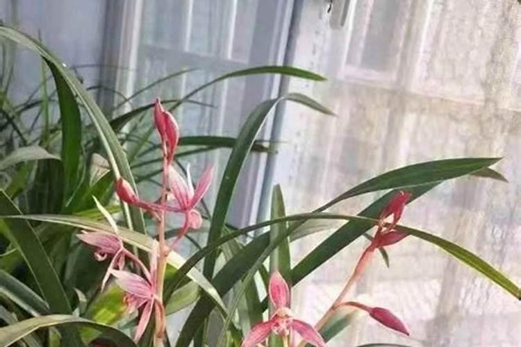 什么肥料对兰花发芽生根开花最好