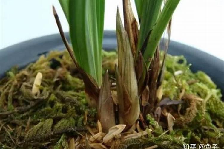 兰花如何施催芽肥可以长出更多的新芽壮芽