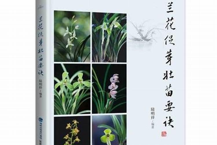 兰花怎样施肥 兰花如何施肥