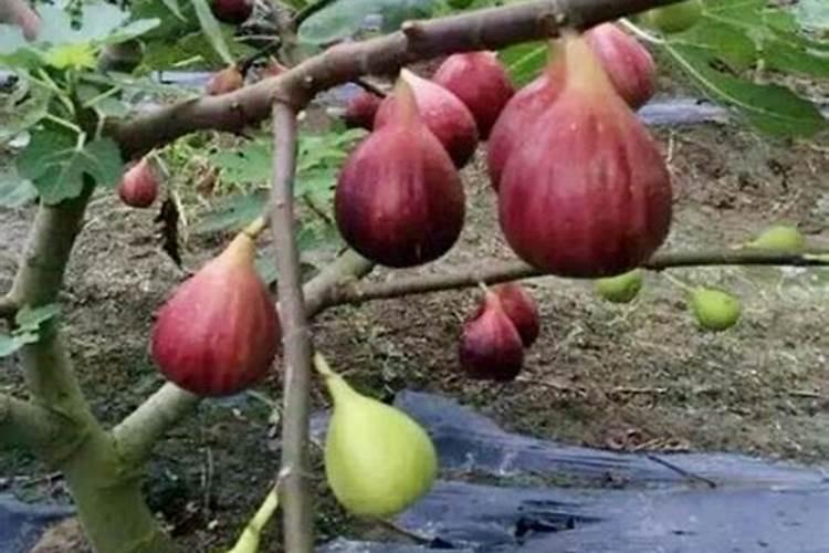 无花果膨大增产的肥料,无花果用什么冲施肥好？无花果增甜叶面肥用金泰...