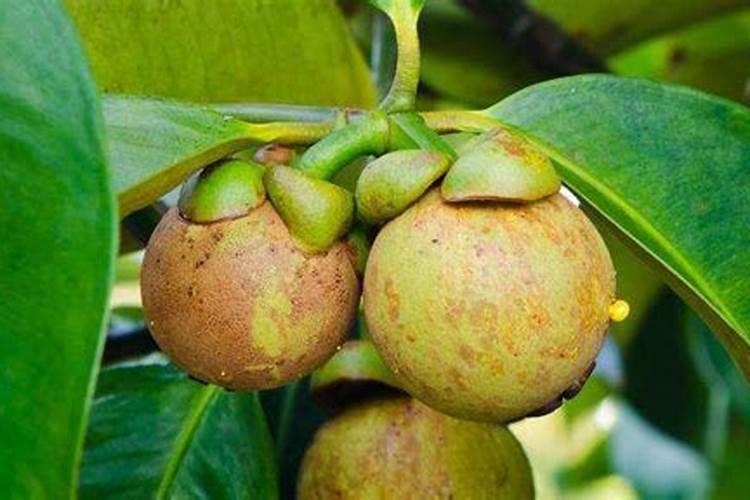 芹菜间苗后冲什么肥料