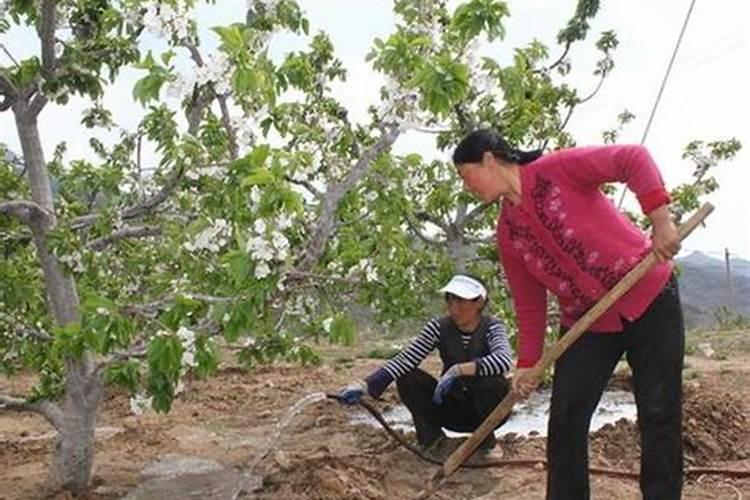 黑小麦种子种植一亩地需要使用多少种子？需要多少肥？