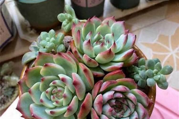 蓝梅叶面肥喷多J有害吗？