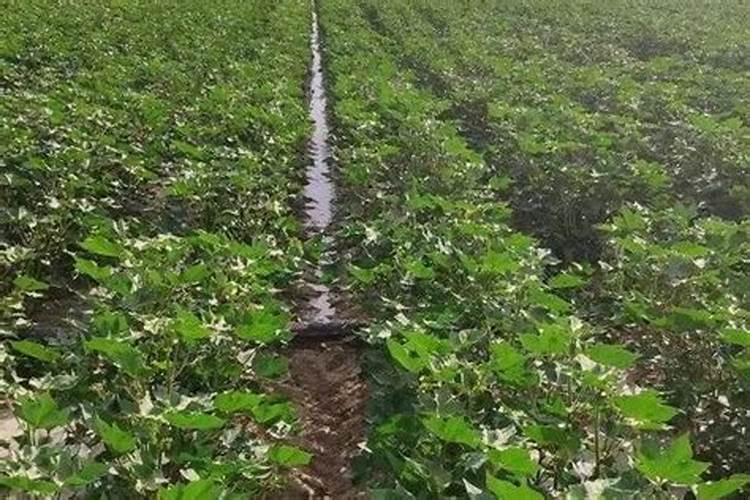 苦瓜种植误区有哪些 苦瓜怎么施肥