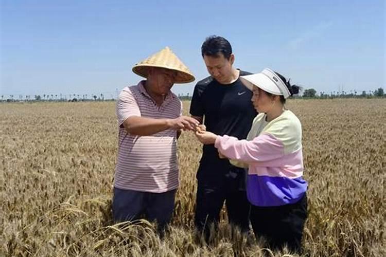 一亩玉米地用多少水溶肥合适