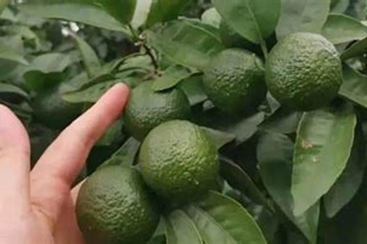 烟草种植需要什么肥料