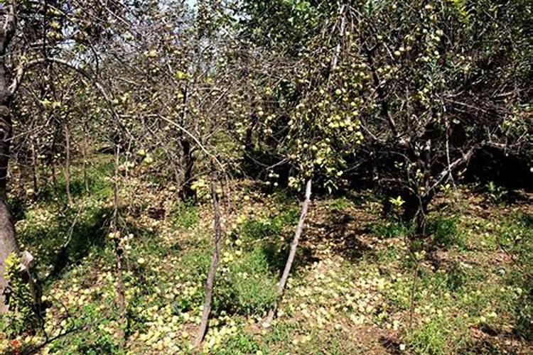 苹果树开春第一次追什么肥,追施什么肥产量高品质好,苹果树春季施肥方法...