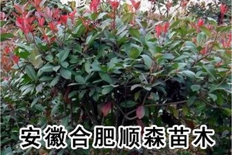 豆角结荚期怎样施肥