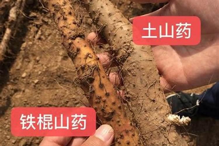树龄为一年的梨树应该怎样留枝和修剪？