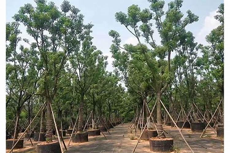 我裁了一片香樟树桩,老是不发芽,请问有什么办法？