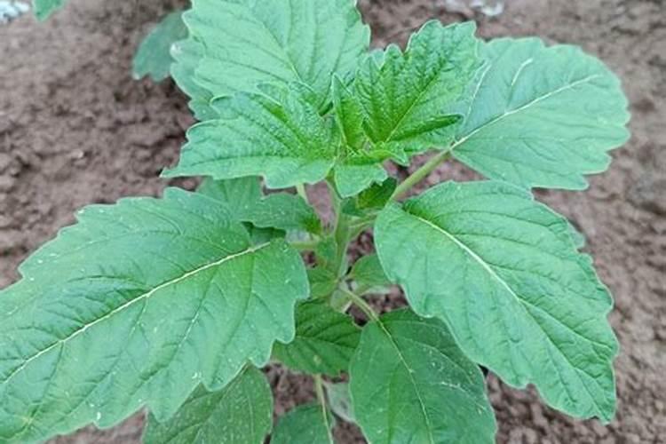 芝麻刚开始开花,看着不是那么肥,现在还可以追肥吗？