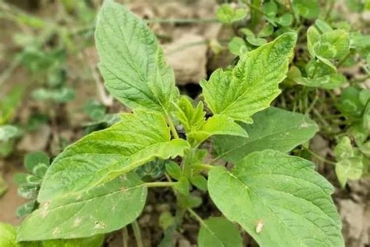 芝麻追肥用什么肥料好？