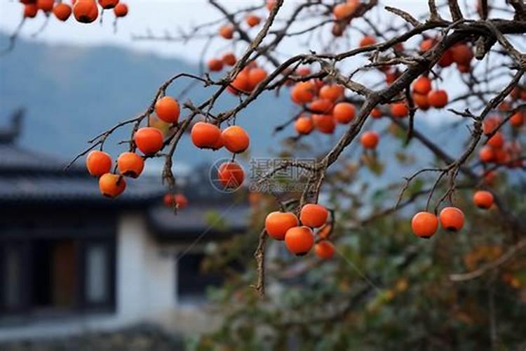 黄山松盆景怎么修剪