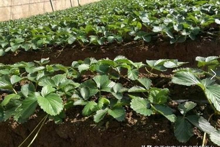 草莓种植需要注意些什么？哪些方法可预防死棵烂苗？