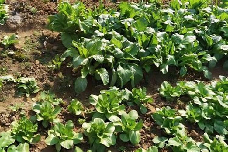 怎么给蔬菜施肥 蔬菜最佳施肥时间和方法