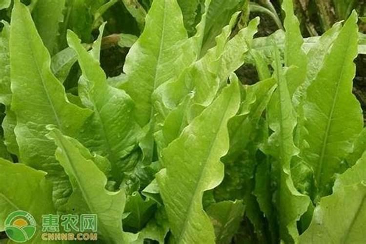 莴苣用什么肥料变高变粗 附莴苣的种植方法