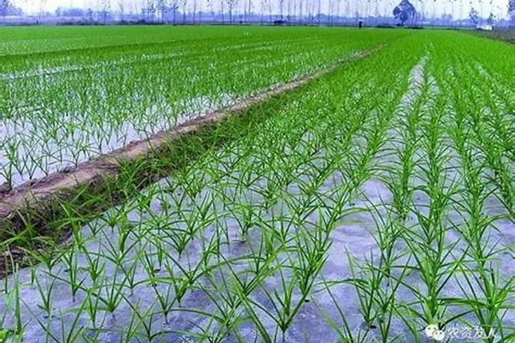 四月中旬大蒜能不能浇水啊还要施肥料吗