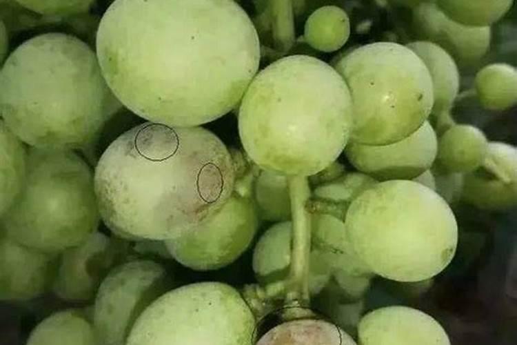 葡萄小苗用什么肥长得快