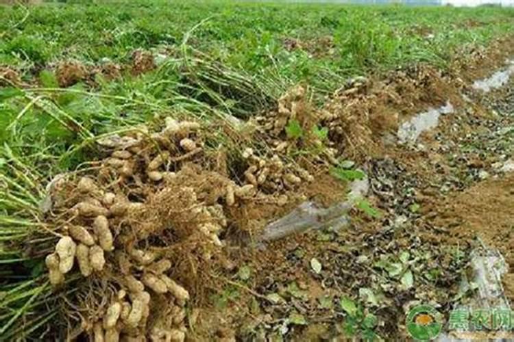 种花生用什么肥料