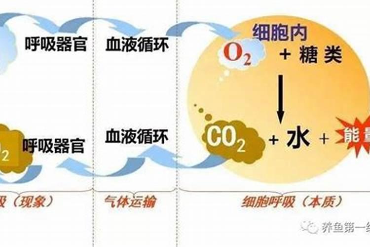 农家肥用什么发酵最好农家肥怎样才算发酵好了