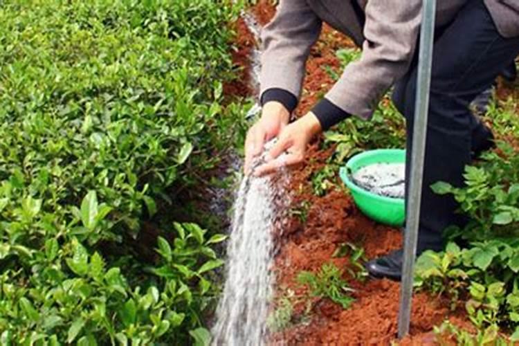 大豆适合所有花当肥料吗 大豆花期喷什么叶面肥好