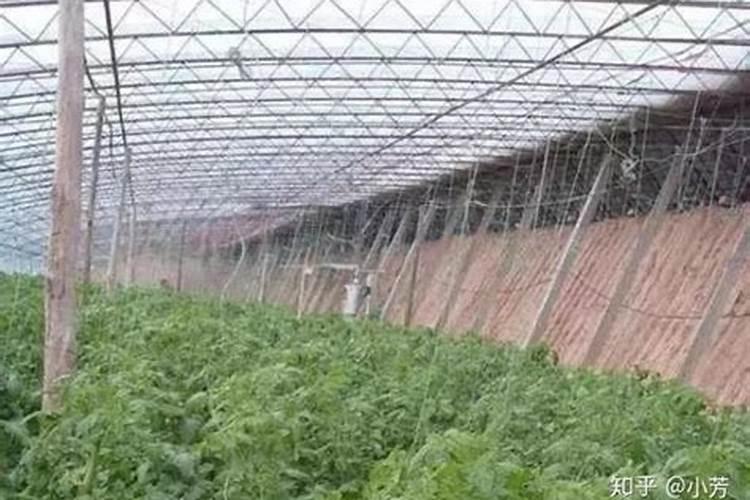 草木灰养花的正确使用方法