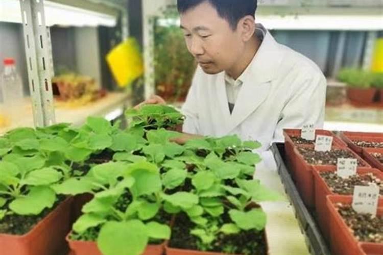 鼠李种植技巧
