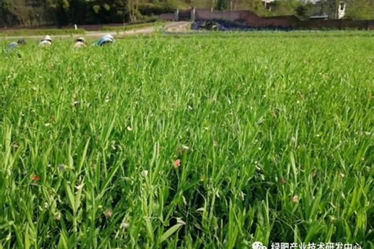 种植什么能肥土？