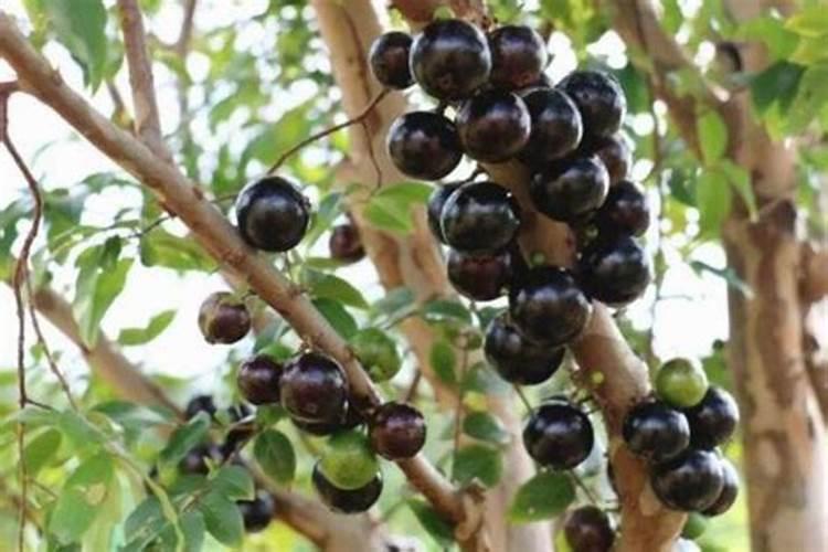 茶叶采摘得了,可不可以喷施叶茶茶叶采摘得了可不可以喷施叶面肥？