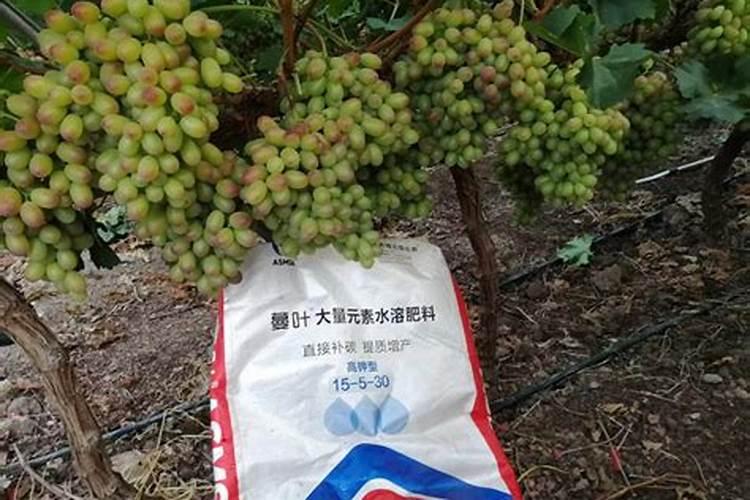 水溶肥的使用方法和注意事项 水溶肥有哪些