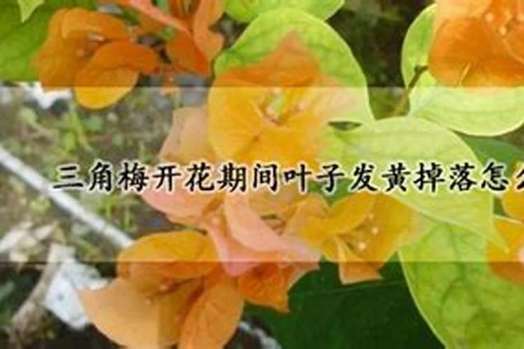 三角梅叶子发黄怎么解决 三角梅叶子发黄怎么办