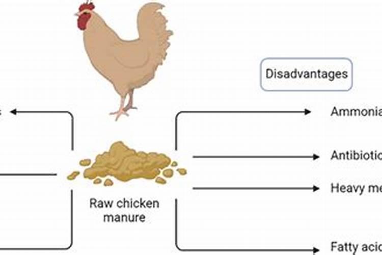 鸡粪与猪粪相比哪个肥效好