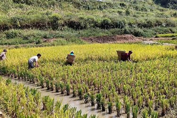 柑橘专用肥料颗粒全年都可以用吗？