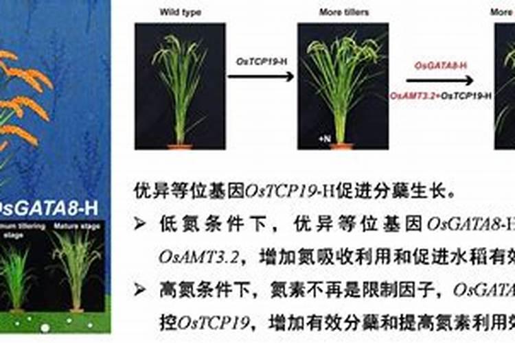 聚谷氨酸型和矿源黄腐酸钾型肥料哪种好