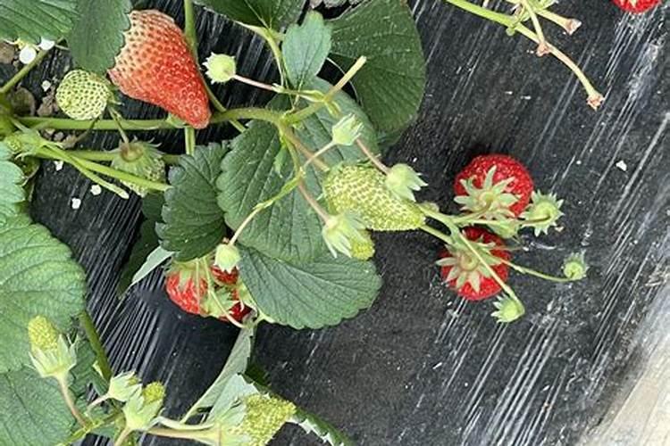 草莓苗开花之前能施中微量元素吗？