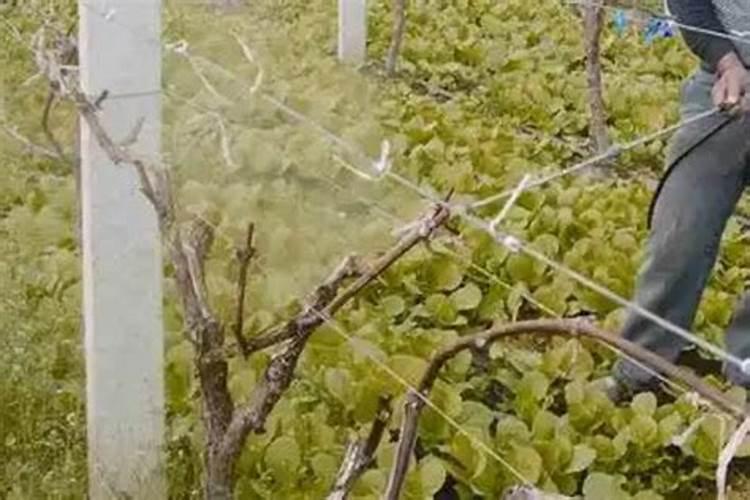 长寿花长花苞时能喷磷酸二氢钾吗？长寿花长花苞可以喷磷酸二氢钾肥