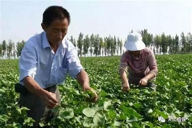 西红柿的种植用什么肥料好