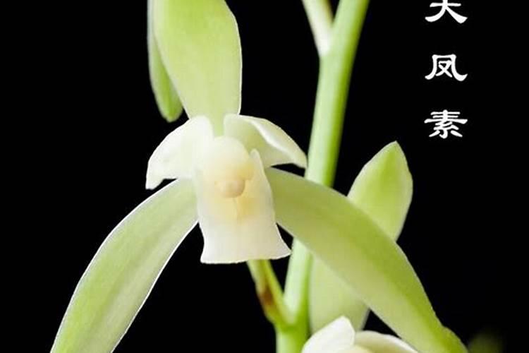 建兰怎么施肥 建兰如何施肥